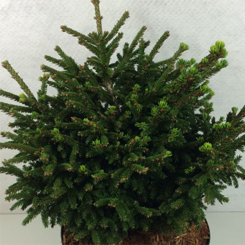 Picea orientalis Barnes - Sapinette d'Orient                          (Plant habit)