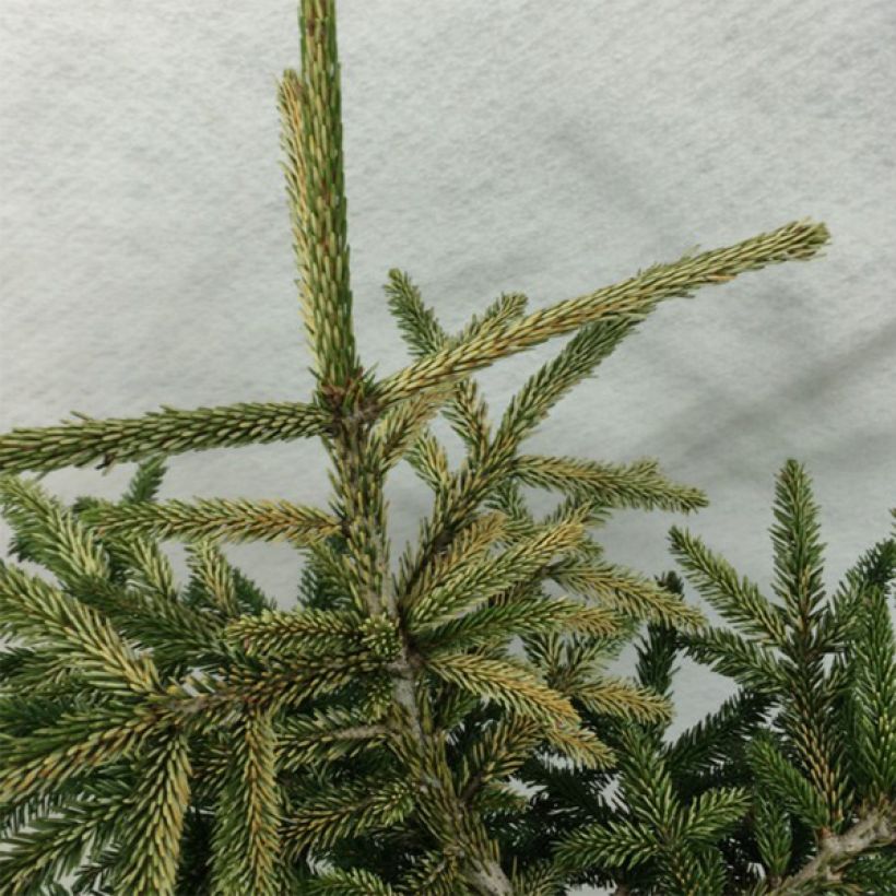 Picea orientalis Silver Seedling - Sapinette d'Orient                 (Foliage)