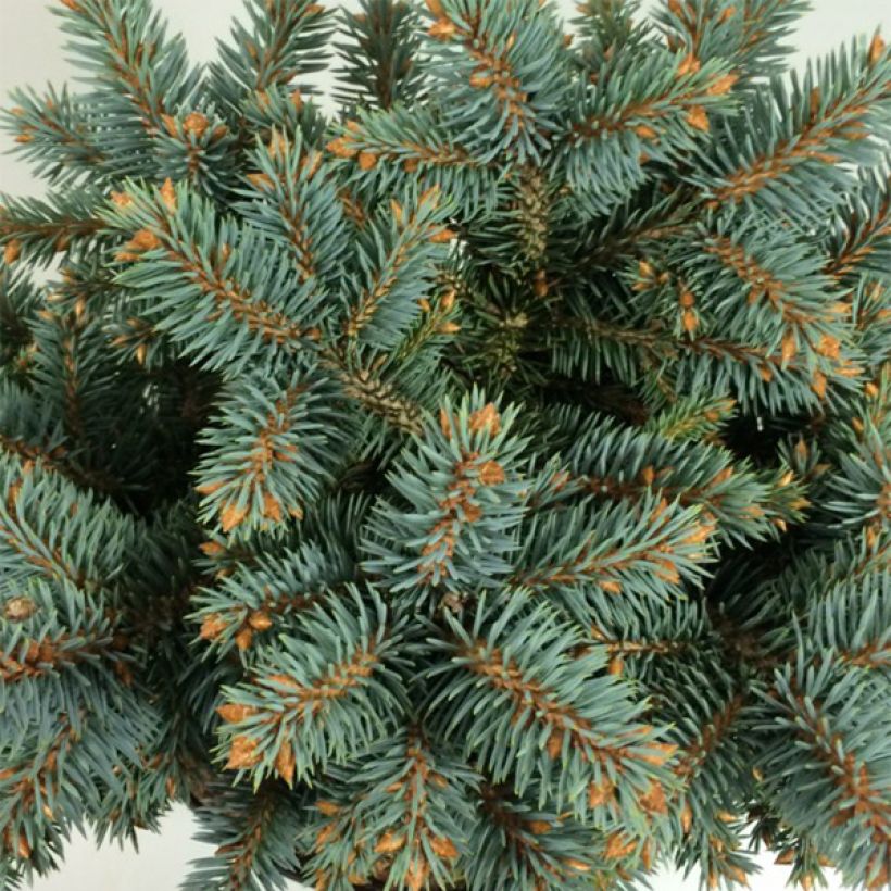 Picea pungens Blaukissen - Epicea bleu                        (Foliage)