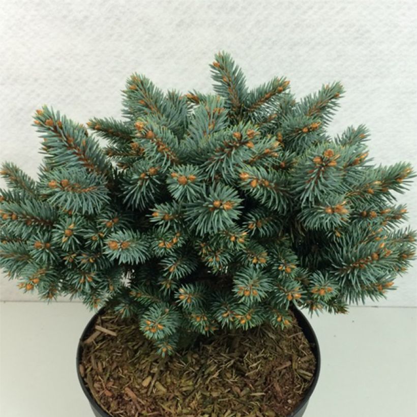 Picea pungens Blaukissen - Epicea bleu                        (Plant habit)
