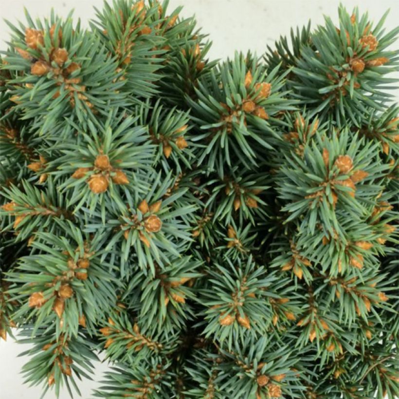 Picea pungens Brynek - Epicea bleu                           (Foliage)