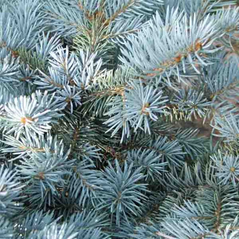 Epicea bleu - Picea pungens Glauca Globosa  (Foliage)