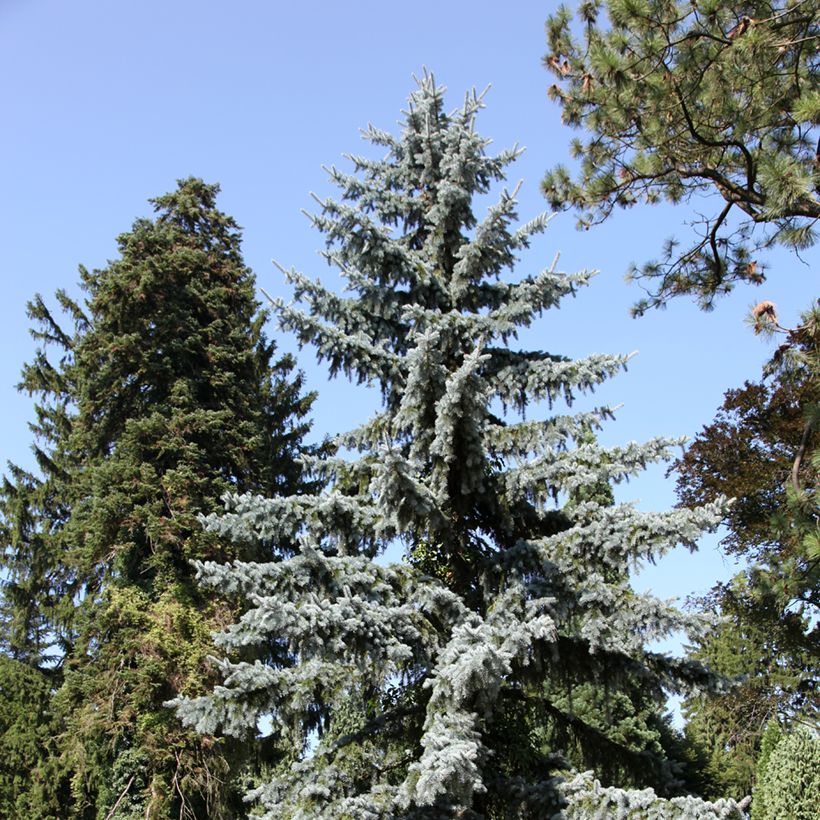 Epicéa bleu du Colorado - Picea pungens (Port)