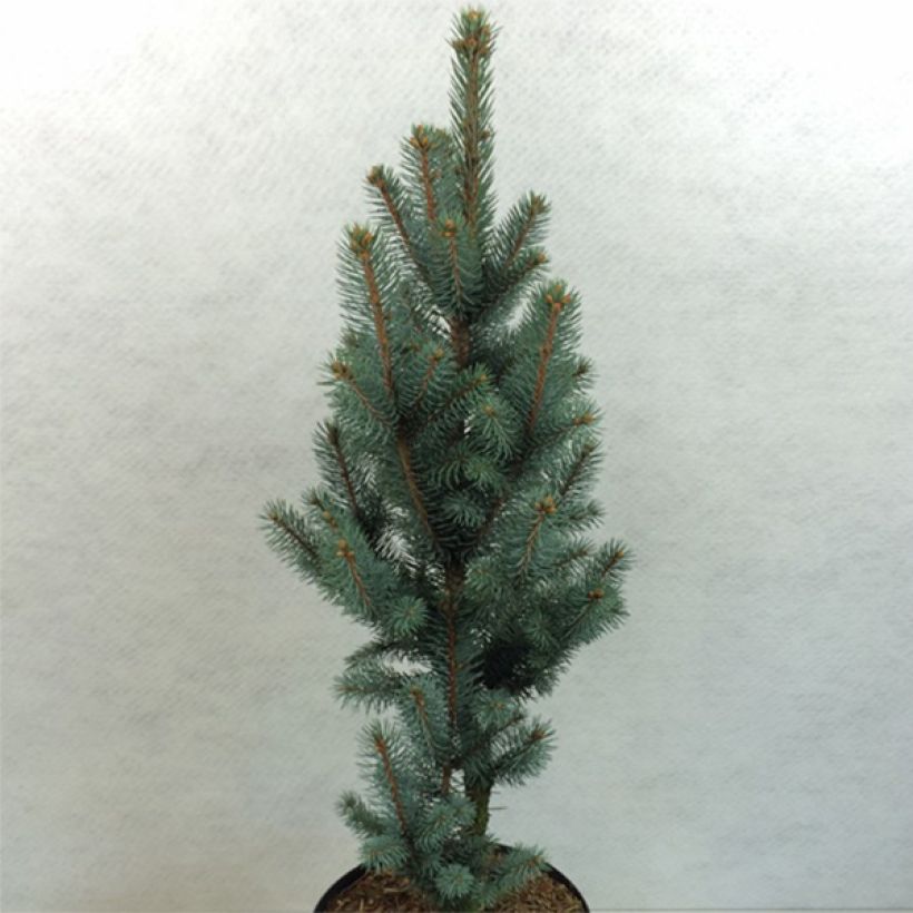 Epicea bleu - Picea pungens Iseli Fastigiate                   (Plant habit)