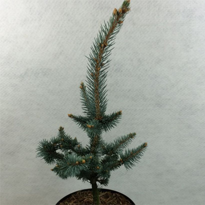 Picea pungens Iseli Foxtail - Epicea bleu                  (Plant habit)