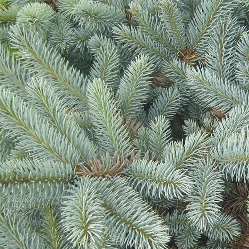 Picea pungens Jeddeloh - Epicea bleu                          (Foliage)