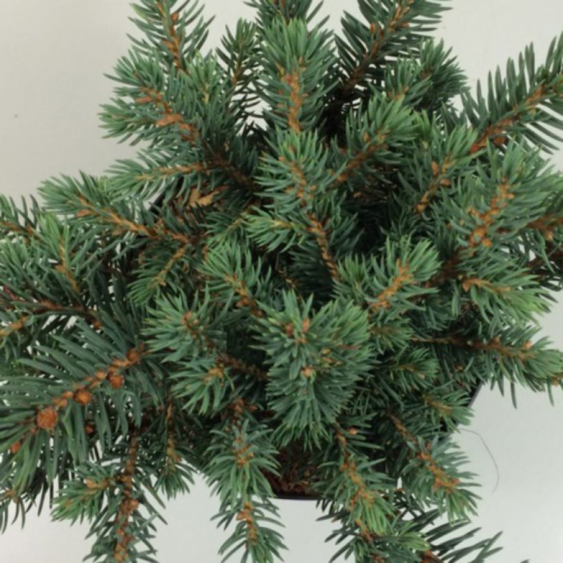 Epicea bleu - Picea pungens Sonia                              (Foliage)
