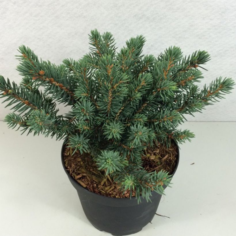 Epicea bleu - Picea pungens Sonia                              (Plant habit)