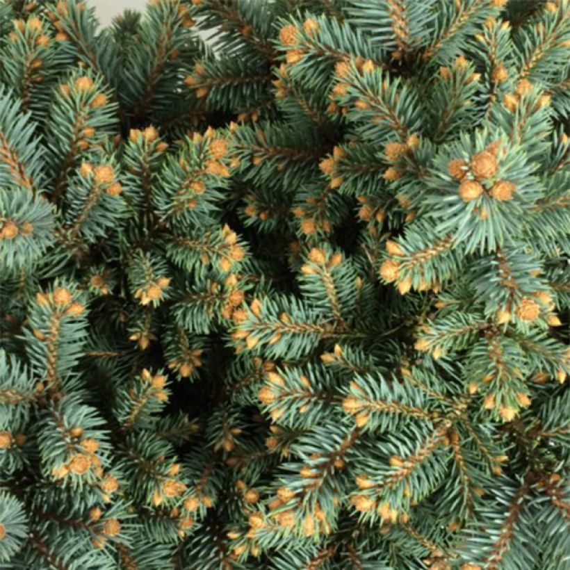 Epicea bleu - Picea pungens Thuem                             (Foliage)