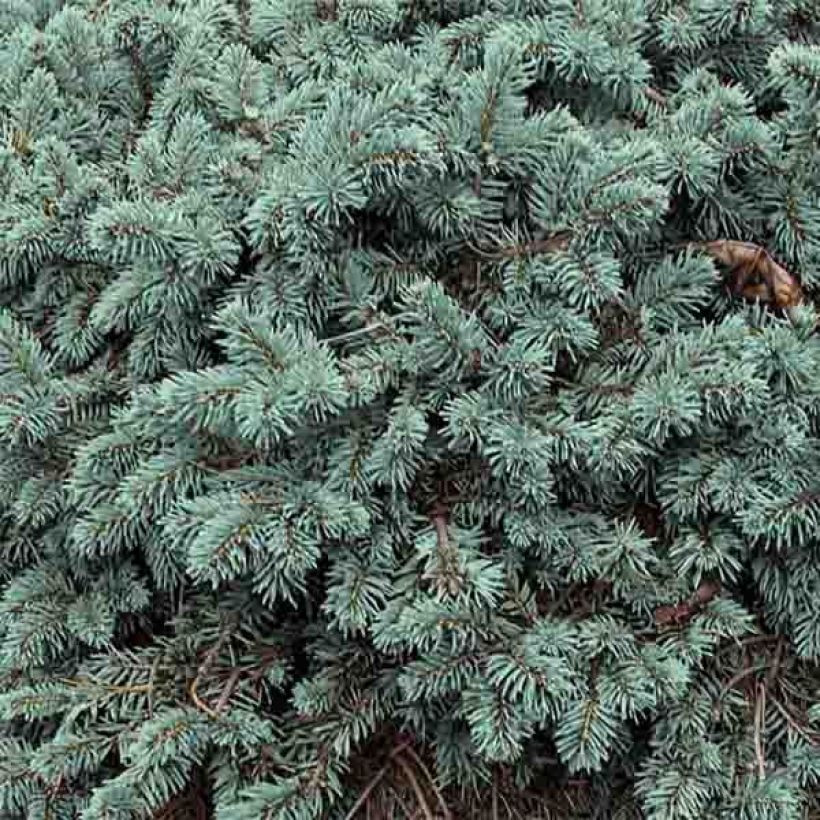 Epicea bleu - Picea pungens Waldbrunn                          (Foliage)