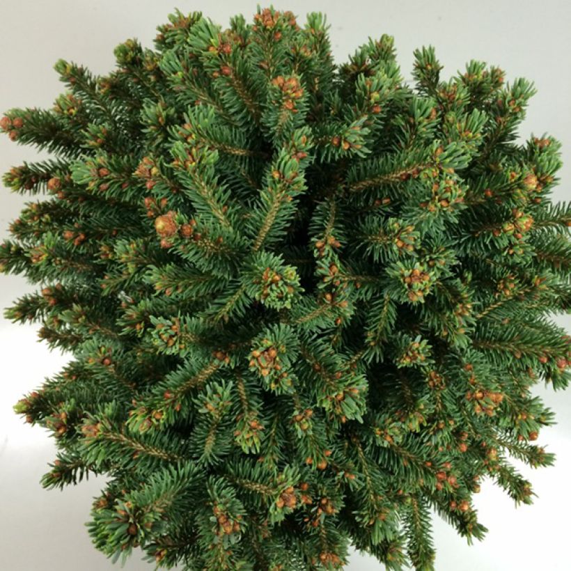 Epinette rouge - Picea rubens Grandfather Mountain                (Foliage)