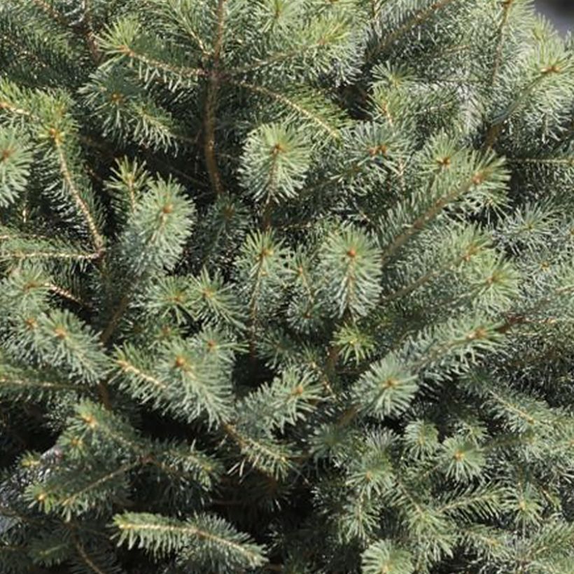 Épicéa de Sitka - Picea sitchensis Nana (Foliage)