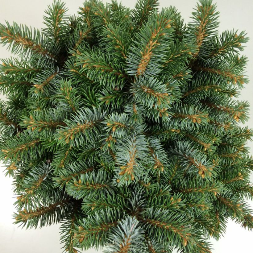 Epicea de Sitka - Picea sitchensis Rom                              (Foliage)