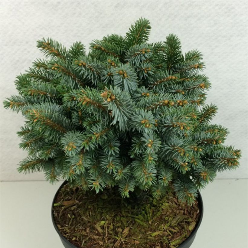 Epicea de Sitka - Picea sitchensis Rom                              (Plant habit)