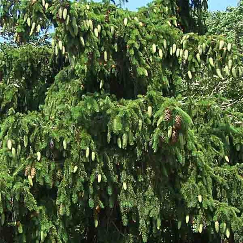 Épicéa commun - Picea abies Acrocona (Feuillage)