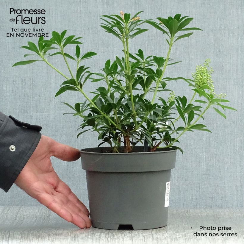 Spécimen de Pieris japonica Debutante - Andromède du Japon Pot de 2L/3L tel que livré en automne