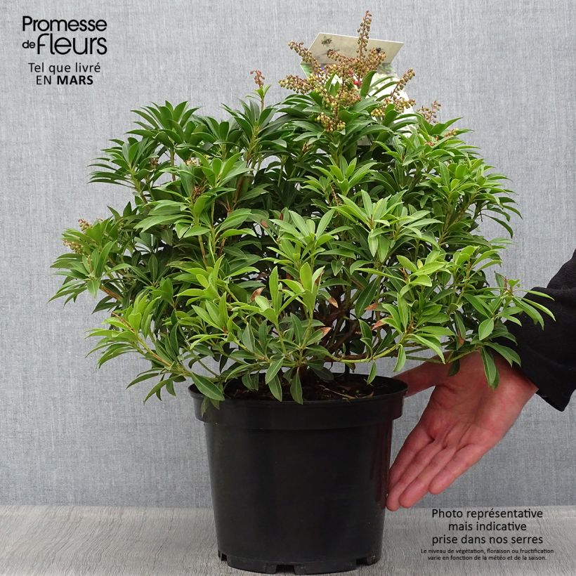 Example of Pieris japonica Debutante - Andromède du Japon Pot de 4L/5L as you get in printemps
