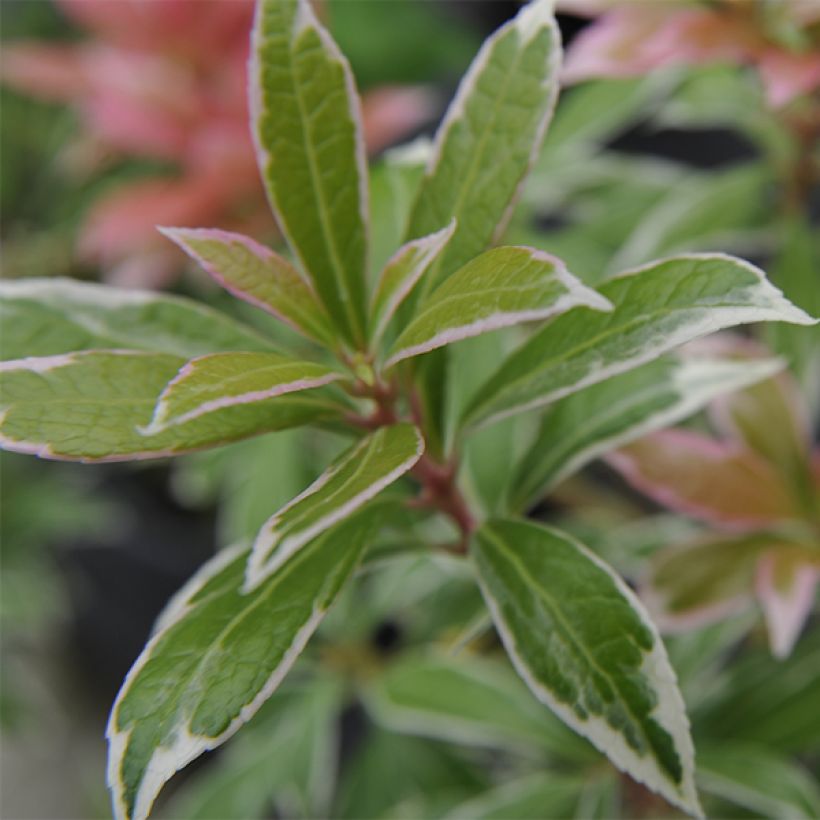 Andromède du Japon - Pieris japonica Little Heath (Foliage)