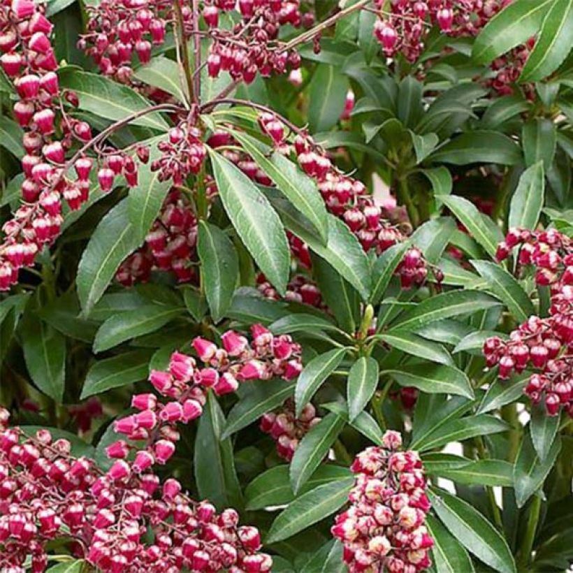 Andromède du Japon - Pieris japonica Passion (Foliage)
