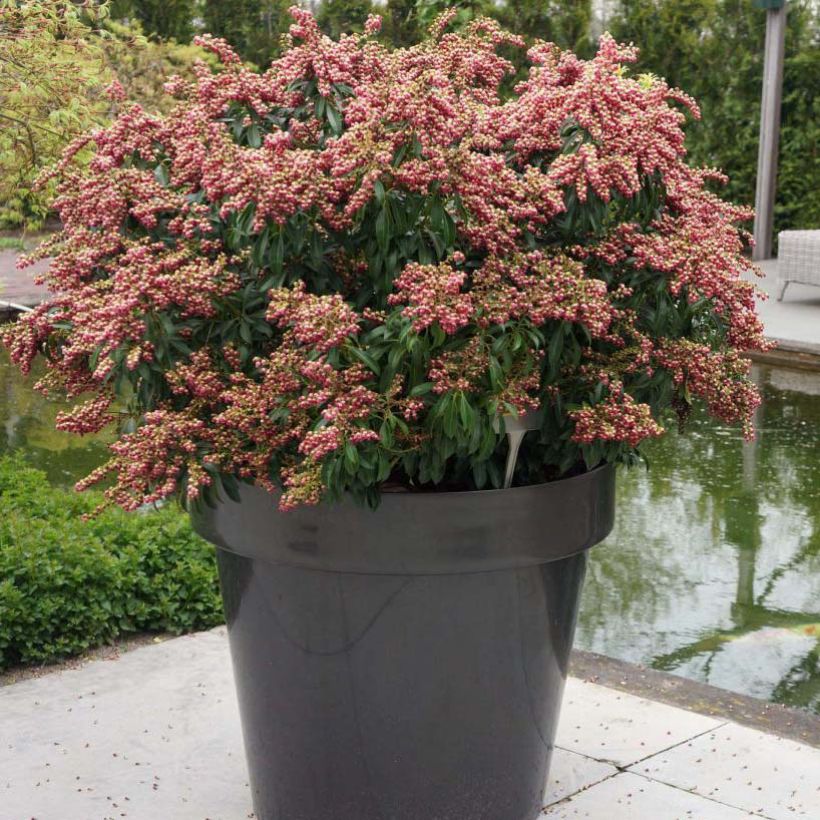 Andromède du Japon - Pieris japonica Passion (Plant habit)
