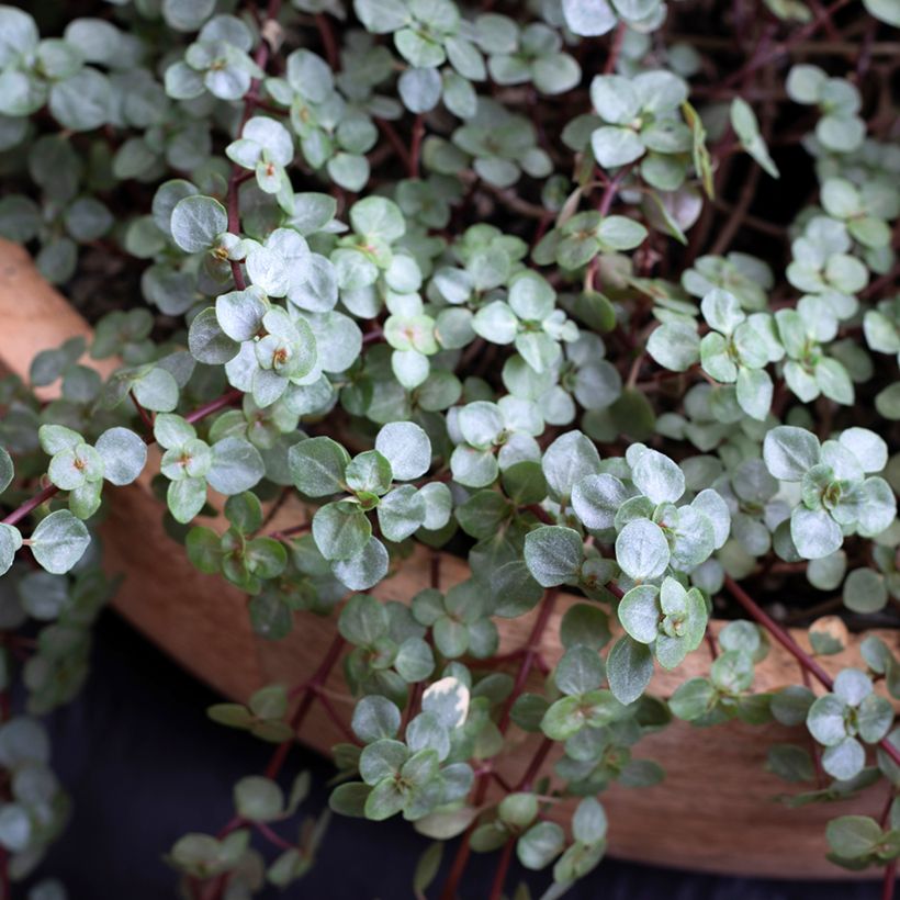 Pilea glaucophylla Greyzy (Feuillage)