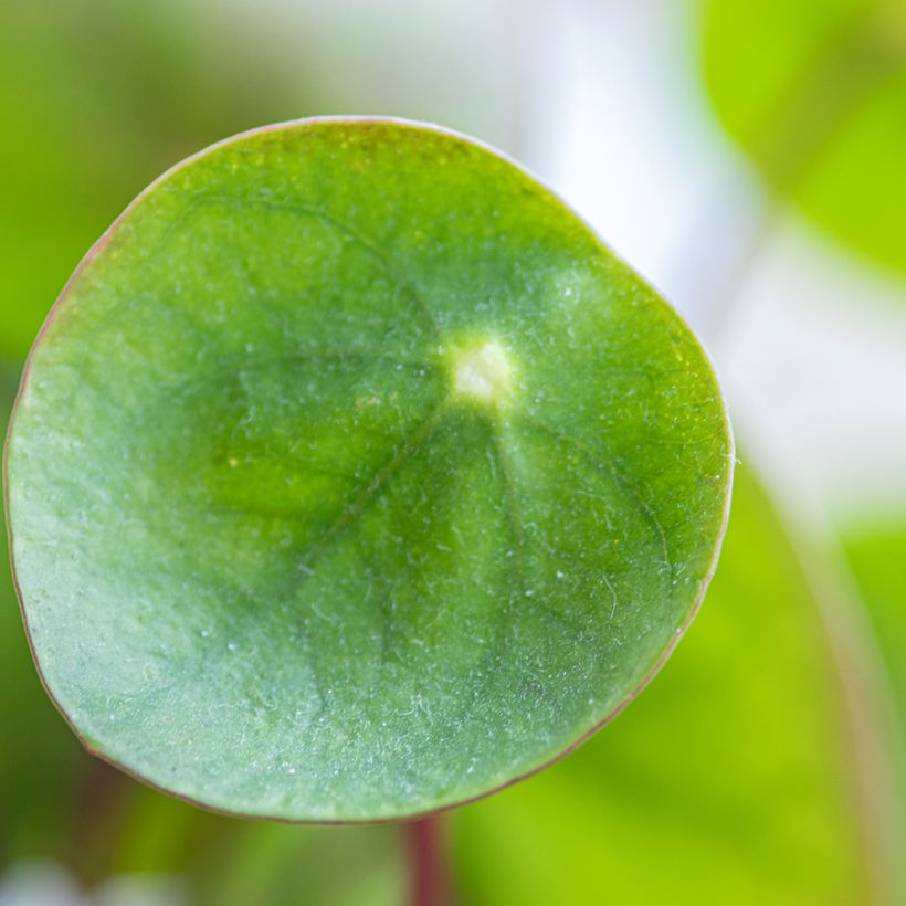 Pilea peperomioides (Foliage)