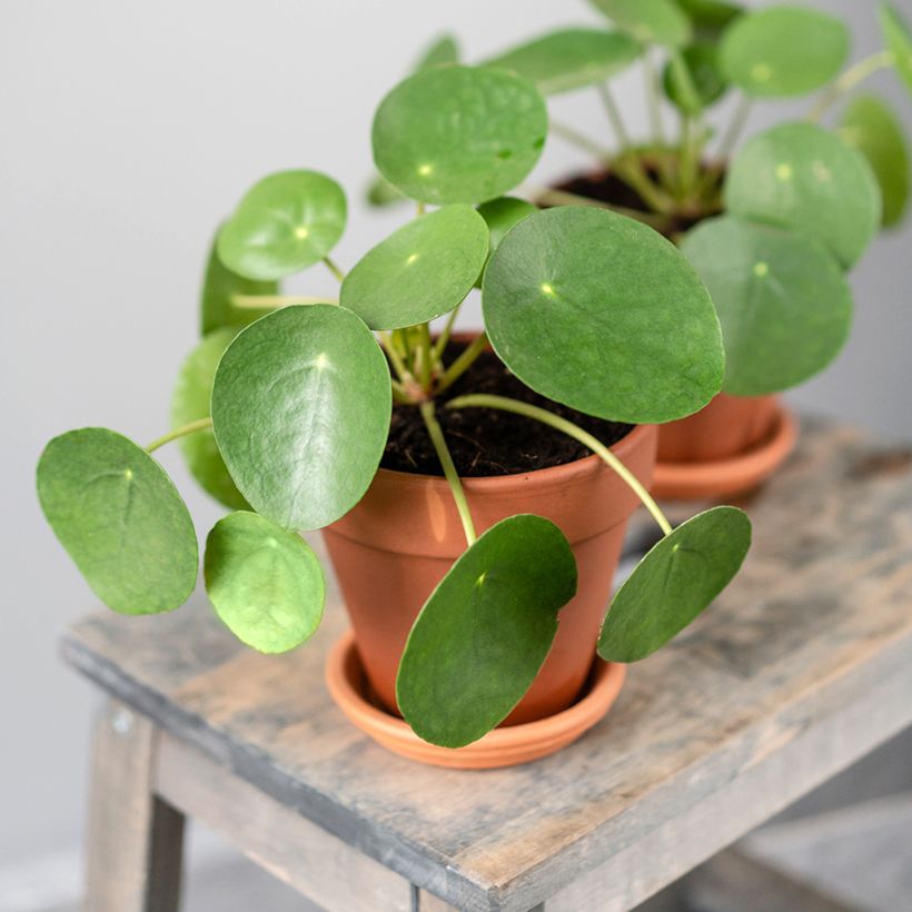 Pilea peperomioides (Plant habit)