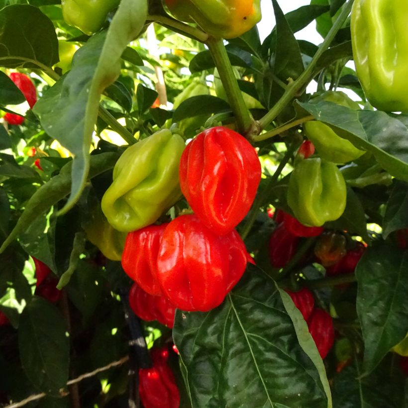 Piment Habanero - Piment antillais (Harvest)