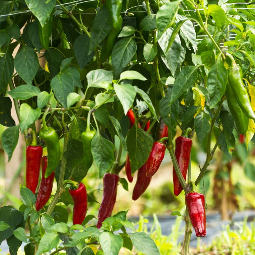 Piment d'Espelette - Piment Basque Gorria (Plant habit)