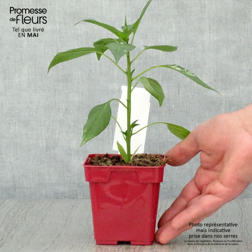 Example of Piment de Cayenne Impala - Capsicum frutescens en plant Pot de 10 cm/11cm as you get in printemps
