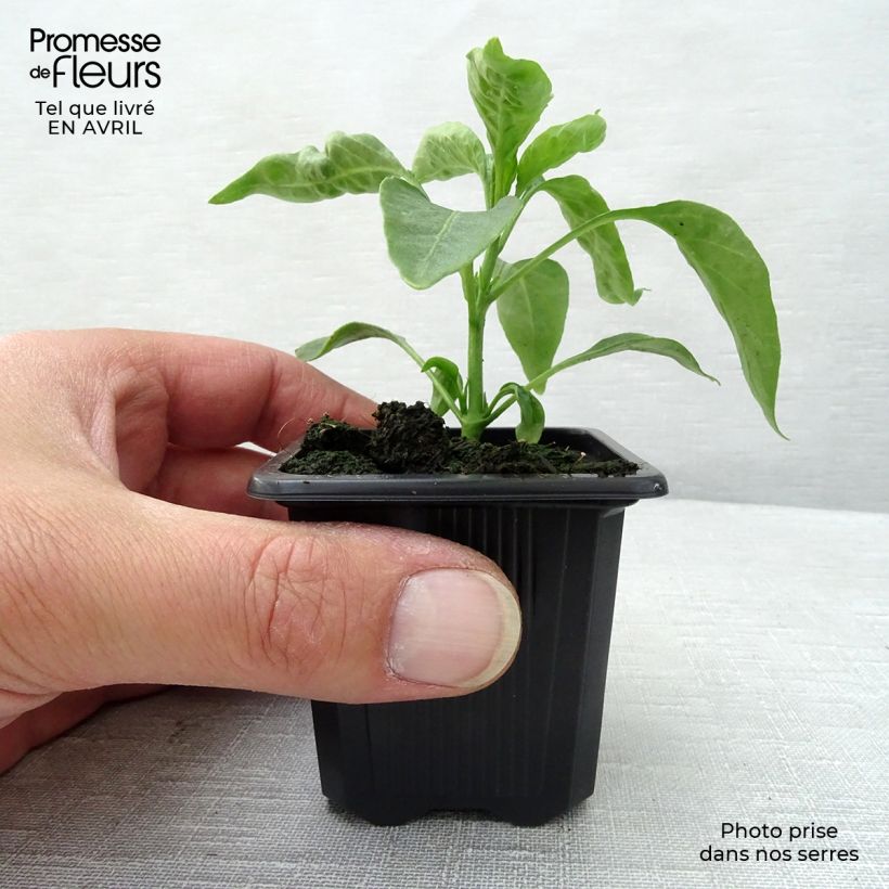 Example of Piment de Cayenne en plants Godet de 7/8 cm as you get in printemps