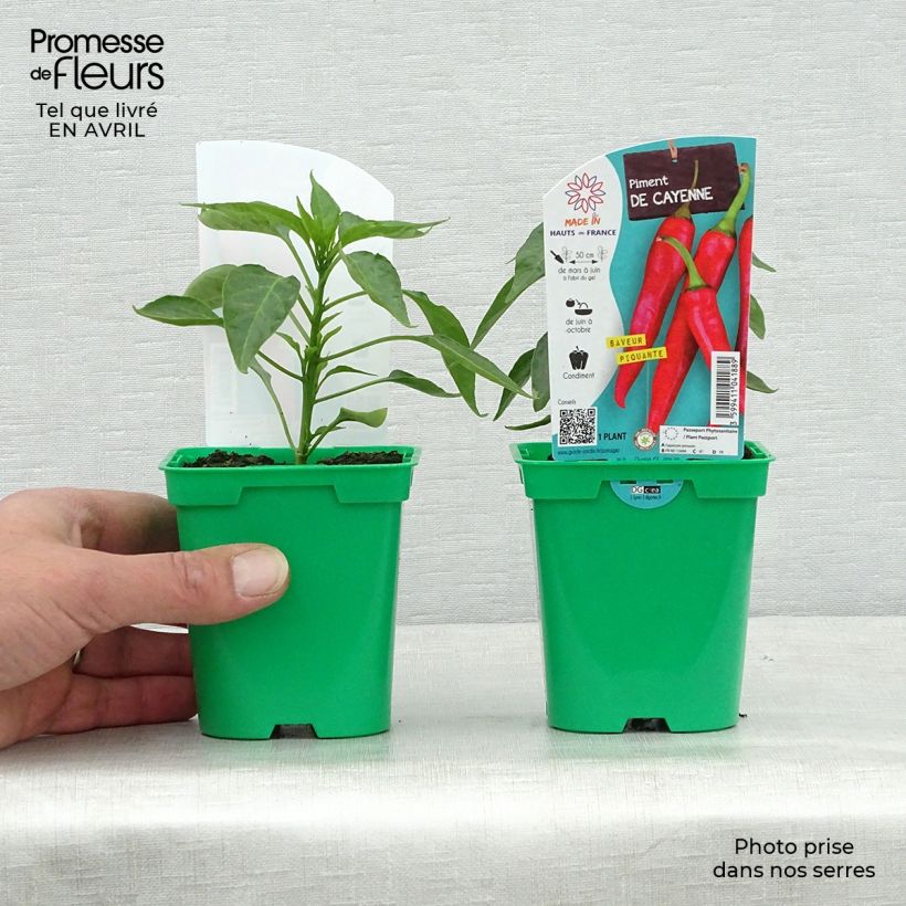 Example of Piment de Cayenne en plants Pot de 10 cm/11cm as you get in printemps