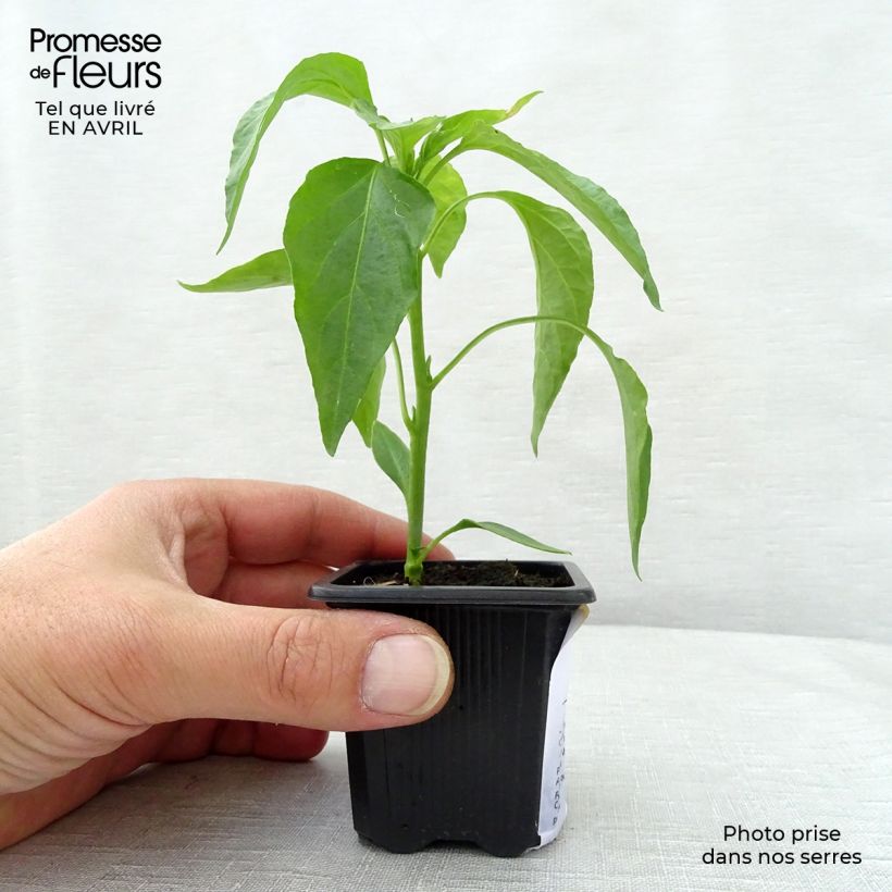 Example of Piment doux très long des Landes en plants   Godet de 7/8 cm as you get in printemps