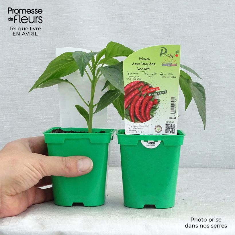Example of Piment doux très long des Landes en plants   Pot de 10 cm/11cm as you get in printemps
