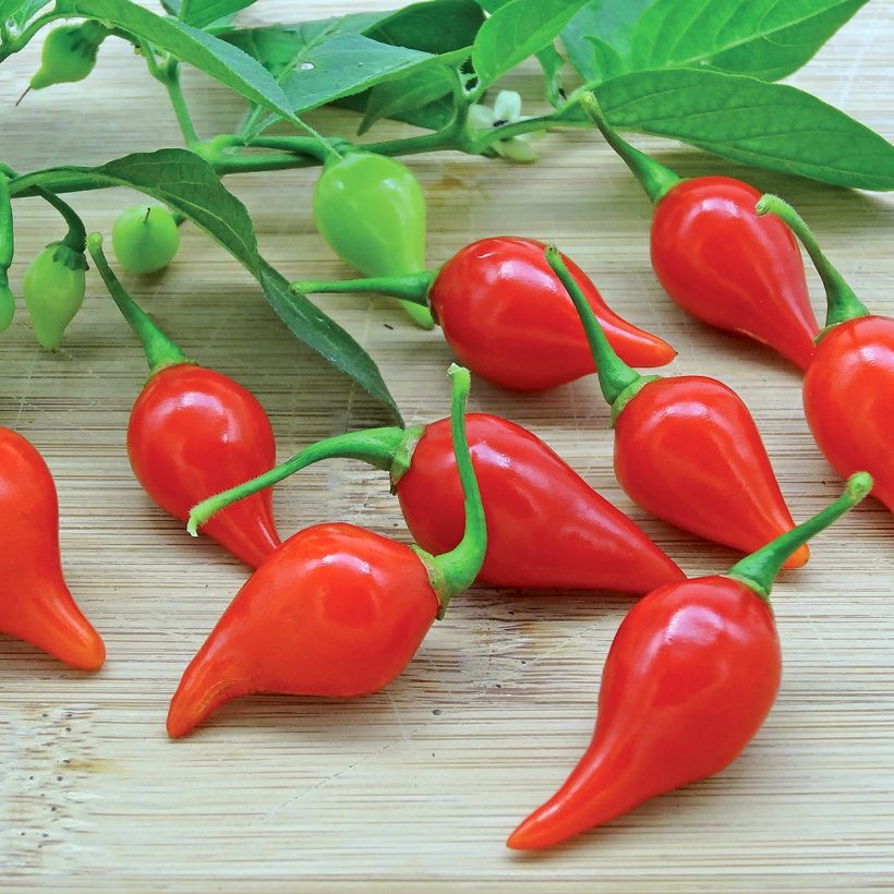 Piment Button Red en plant (Harvest)