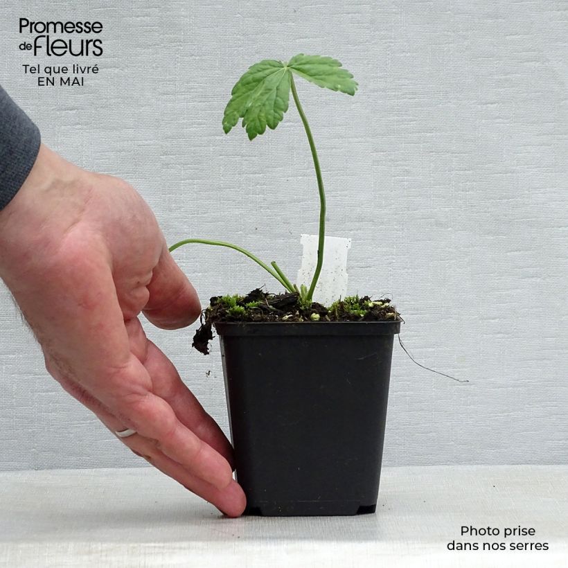 Spécimen de Pimpinella major Rosea - Grand boucage Godet de 8/9 cm tel que livré au printemps