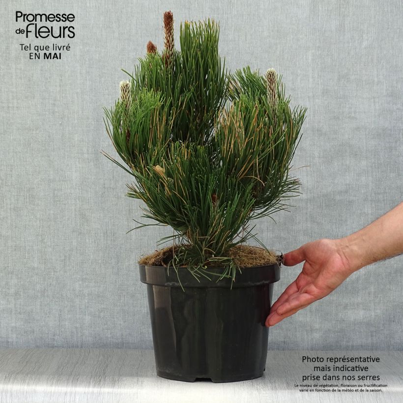 Example of Pin - Pinus heldreichii Satellit Pot de 7,5L/10L as you get in printemps