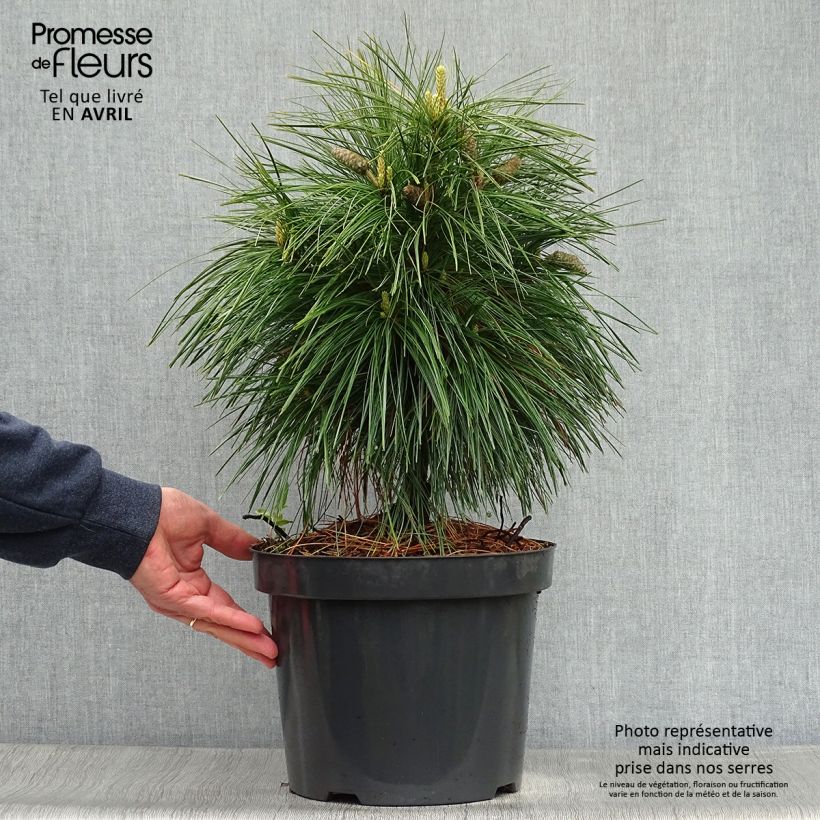 Example of Pin - Pinus schwerinii Wiethorst Pot de 7,5L/10L as you get in printemps