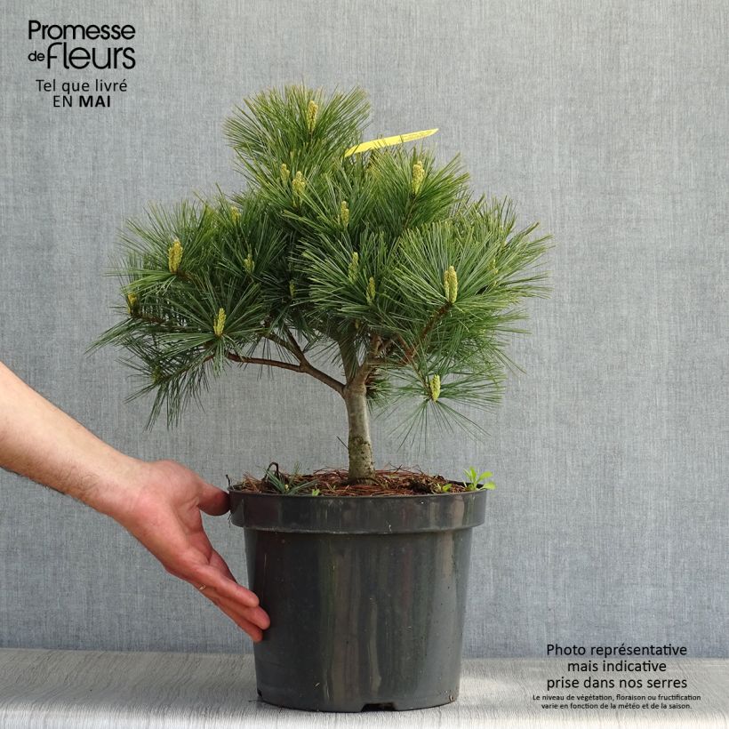 Example of Pin Weymouth - Pinus strobus Blue Shag Pot de 7,5L/10L as you get in printemps