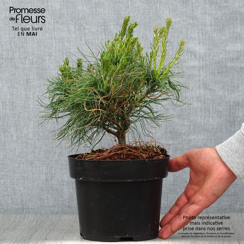 Example of Pin Weymouth - Pinus strobus Tiny Kurls Pot de 2L/3L as you get in printemps