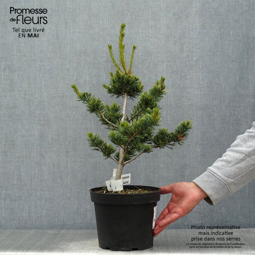 Example of Pin blanc du Japon - Pinus parviflora Fukai  Pot de 4L/5L as you get in printemps