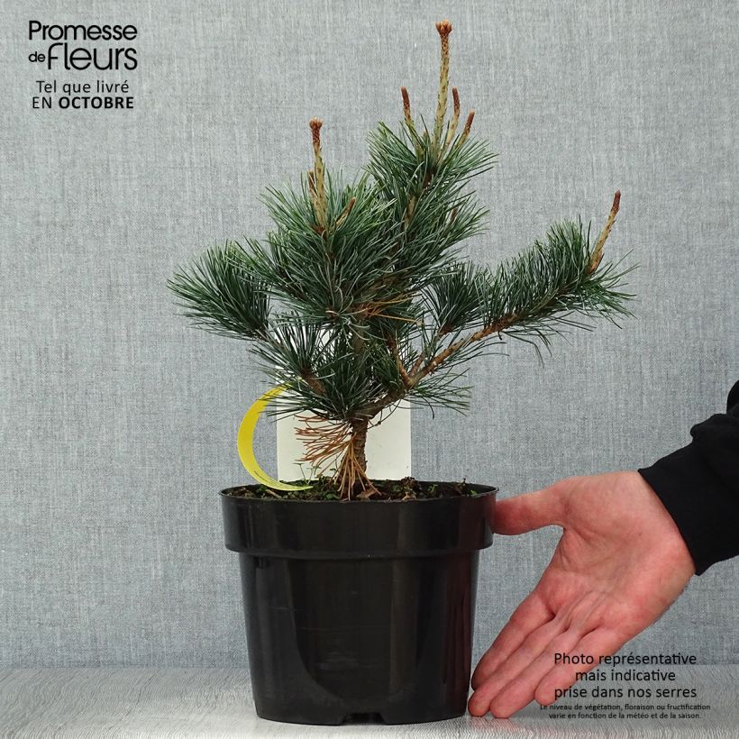 Spécimen de Pinus parviflora Negishi - Pin blanc japonais Pot de 2L/3L tel que livré en automne