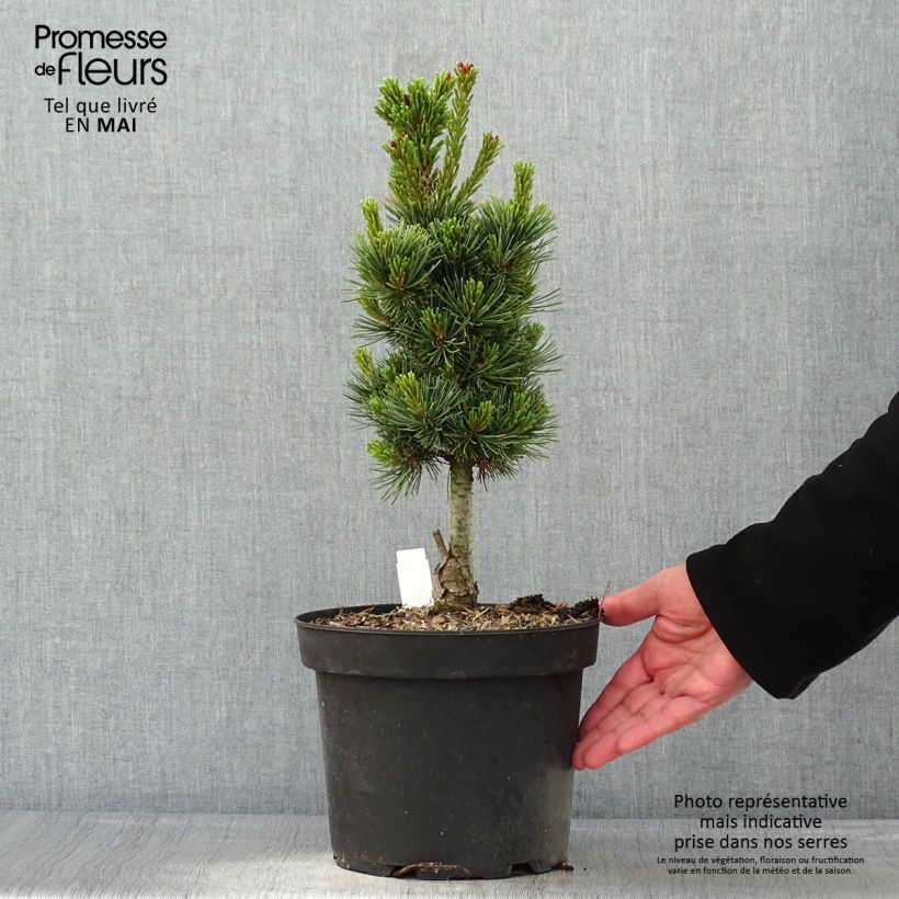 Example of Pin cembro nain - Pinus cembra Compacta Glauca                   Pot de 4L/5L as you get in printemps