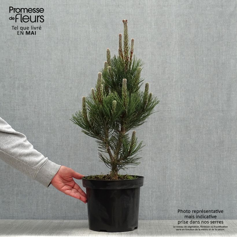 Spécimen de Pin de Bosnie - Pinus heldreichii Malinkii Pot de 7,5L/10L tel que livré au printemps