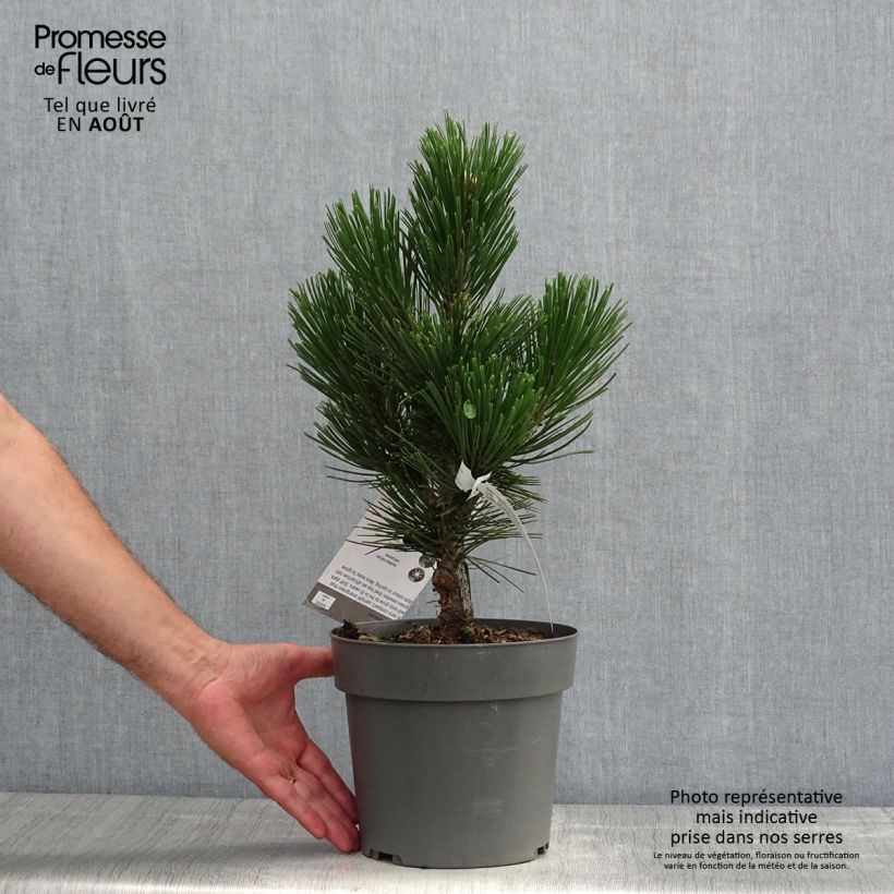 Spécimen de Pin de Bosnie - Pinus heldreichii (leucodermis) Little Dracula Pot de 4L/5L tel que livré en été