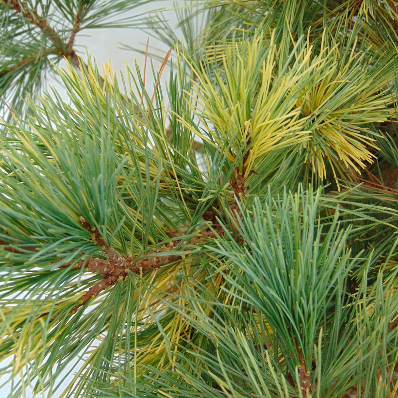 Pin de Macédoine - Pinus peuce Aureovariegata                       (Foliage)
