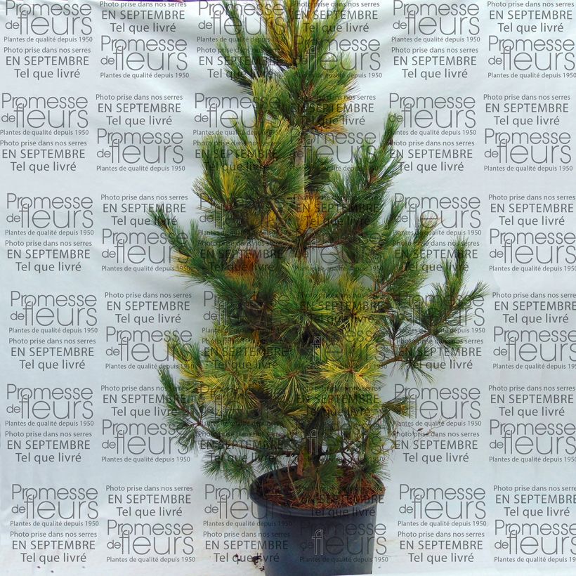 Example of Pin de Macédoine - Pinus peuce Aureovariegata                       Pot de 18L/20L as you get