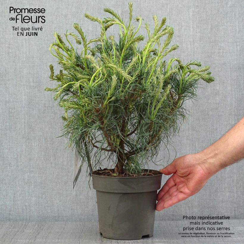 Spécimen de Pin de Weymouth nain - Pinus strobus Green Twist Pot de 2L/3L tel que livré en été