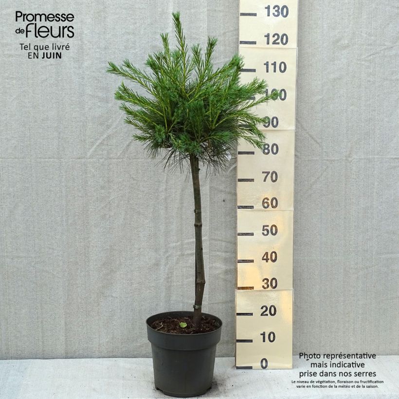 Spécimen de Pin de Weymouth nain - Pinus strobus Mary Butler Pot de 7,5L/10L, Tige, Tige de 60 cm tel que livré en été