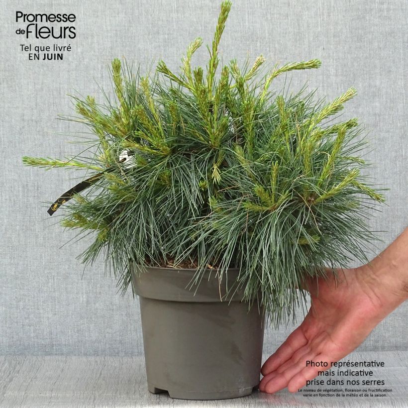 Spécimen de Pin de Weymouth nain - Pinus strobus Niagara Falls Pot de 3L/4L tel que livré en été